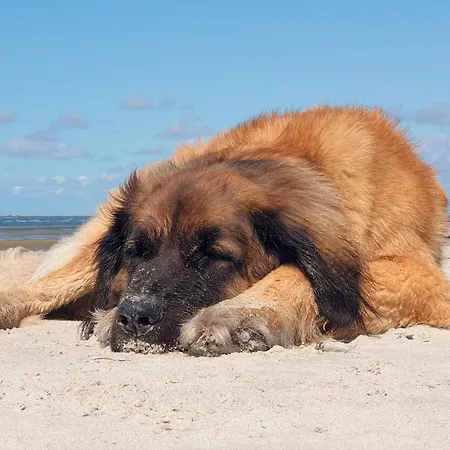 Sommerlust * Fuhlendorf (Mecklenburg-Vorpommern)